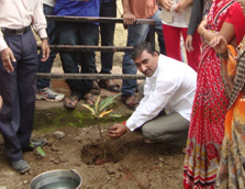 Tree Plantation